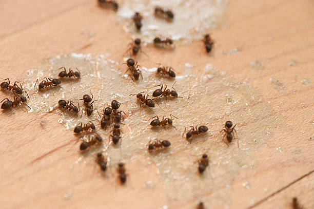 Best Pest Control Near Me  in Centerville, IN